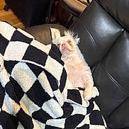 Skye Baby joined the competition — help win amazing prizes! dog, chihuahua, small_dog, cream_fur, pet, animal, portrait, sitting, lounging, blanket, checkered_blanket, leather_couch, indoors, home, relaxed, sleepy, funny_expression, upright_ears, long_fur, photography