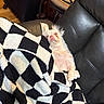 dog, chihuahua, small_dog, cream_fur, pet, animal, portrait, sitting, lounging, blanket, checkered_blanket, leather_couch, indoors, home, relaxed, sleepy, funny_expression, upright_ears, long_fur, photography