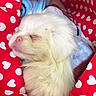 puppy, dog, sleeping, white_fur, fluffy, small_dog, pet, animal, cute, cozy, blanket, red_blanket, heart_pattern, blue_plush_toy, indoors, nap, closed_eyes, portrait, photograph, smartphone_screenshot