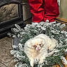 dog, puppy, fluffy, white_dog, small_dog, pet, animal, sitting, christmas, holiday, christmas_tree, garland, snowy_branches, santa, red_pants, fireplace, indoor, living_room, tile_floor, festive