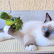 Biril participe au concours pour gagner de l'argent avec cette photo : angora, animal, art, canine, cat, christmas, christmasdecorations, festival, food, fruit, handicraft, kitten, pet, pineapple, plant, produce, siamese, toy, wood