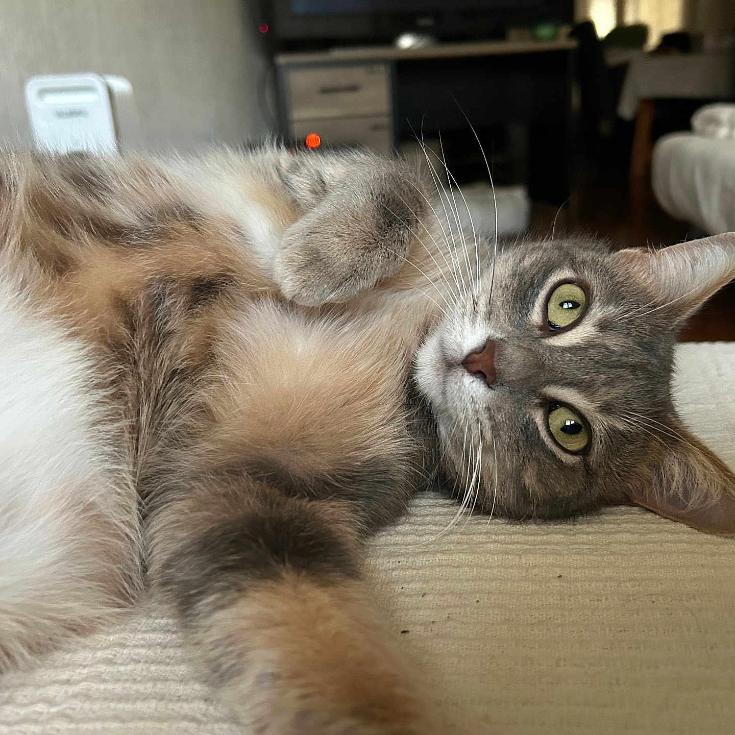 Tully participe au concours pour gagner de l'argent avec cette photo : abyssinian, angora, animal, architecture, armchair, bed, building, cat, chair, couch, cushion, furniture, indoors, kitten, livingroom, manx, pet, room, siamese, wood