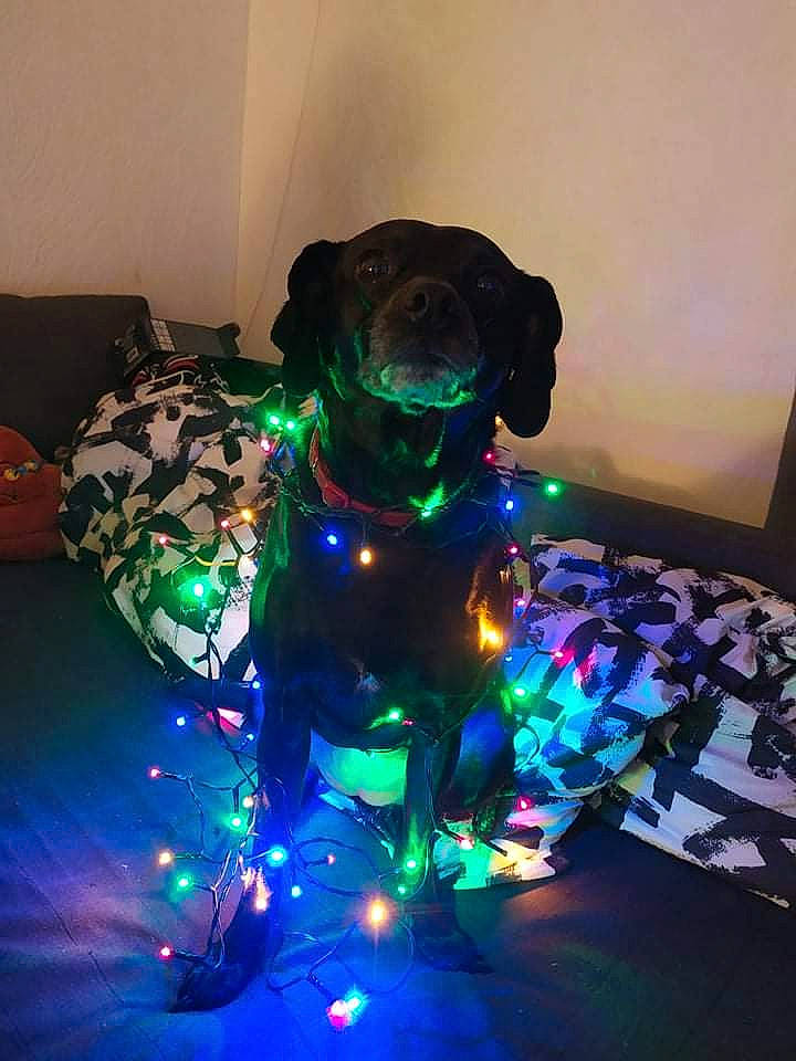 Java participe au concours pour gagner de l'argent avec cette photo : art, canidae, circle, darkness, dog_breed, electric_blue, entertainment, event, fashion_accessory, fur, gas, glass, metal, neon, personal_protective_equipment, skull, sporting_group, toy, visual_arts, visual_effect_lighting