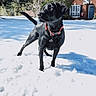 Retta joined the competition — help win amazing prizes! dog, black_dog, snow, outdoor, yard, house, tree, winter, collar, pet, canine, animal, sunlight, shadow, nature, residential, daytime, front_yard, background, looking_away
