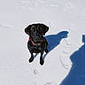 Retta is registered to the contest to win money with this photo: dog, black_dog, snow, shadow, footprints, collar, pet, outdoor, winter, animal, canine, sitting, sunlight, white_background, nature, frozen, cold, fur, loyal, companion