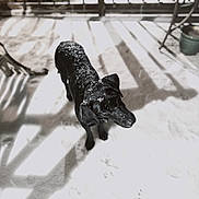 Retta joined the competition — help win amazing prizes! dog, black_dog, snow, snowflakes, porch, shadows, railing, outdoor, winter, curious, pet, animal, canine, looking_up, daylight, fence, cold, footprints, metal_chair, green_pot