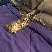 Cookie is registered to the contest to win money with this photo: kitten, cat, bed, blanket, pillow, purple, fur, cute, animal, pet, indoor, resting, cozy, small, young, feline, relaxed, domestic, mammal, sleepy