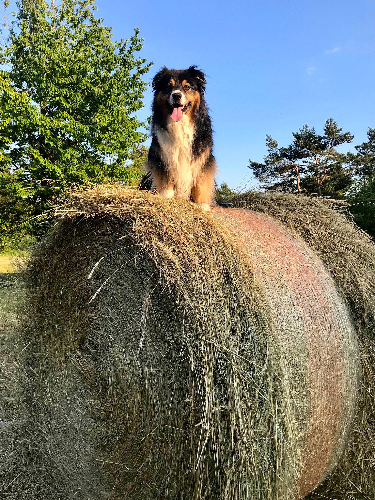 Djoudjou participe au concours pour gagner de l'argent avec cette photo : canidae, carnivore, companion_dog, dog, dog_breed, fawn, fur, giant_dog_breed, grass, herding_dog, landscape, pack_animal, sky, snout, sporting_group, terrestrial_animal, tree, wildlife, working_animal, working_dog
