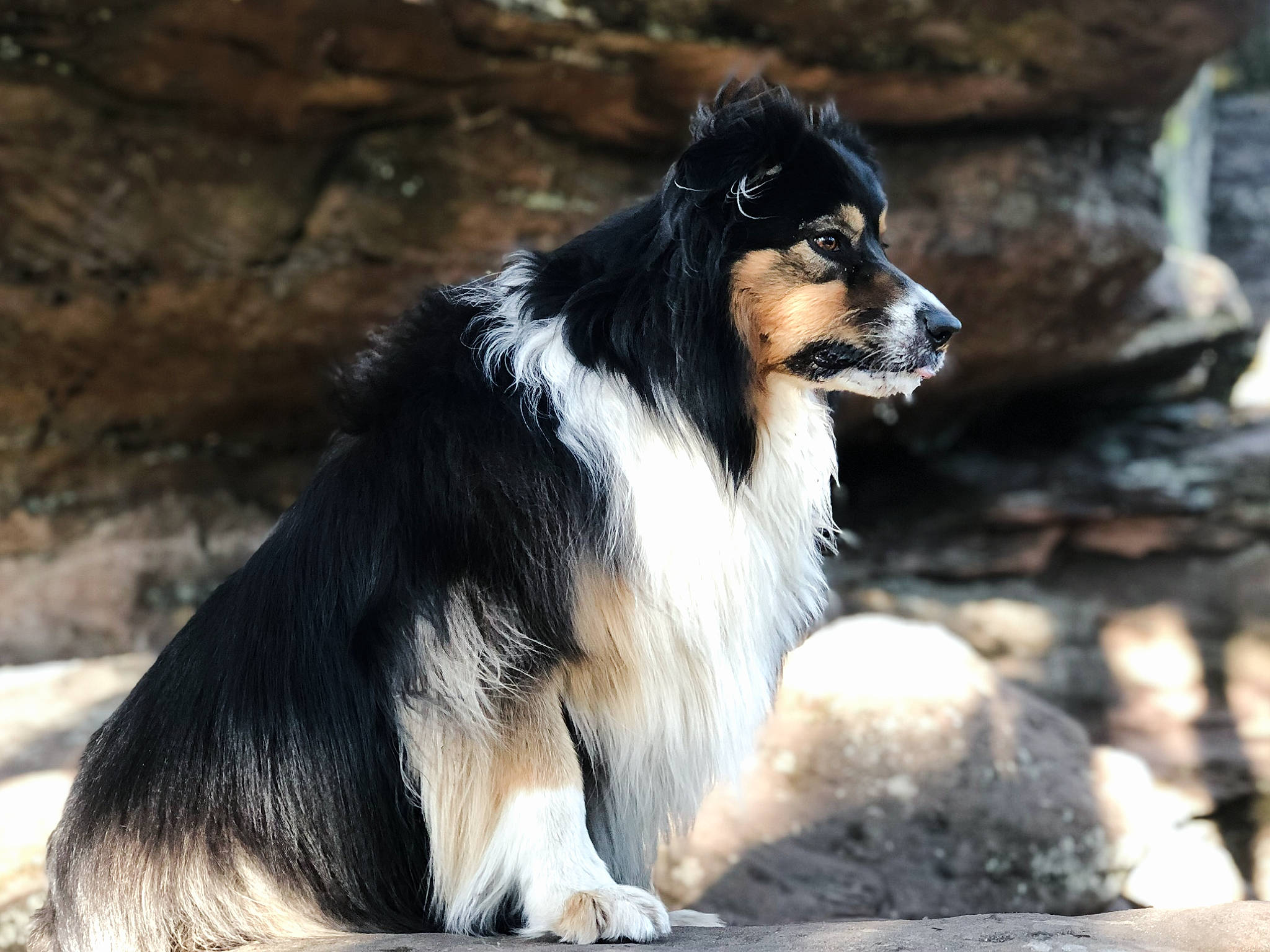 Djoudjou a rejoint le concours — aidez-le/la à gagner de superbes lots ! ancient_dog_breeds, australian_collie, australian_shepherd, border_collie, canidae, carnivore, collie, companion_dog, dog, dog_breed, fur, herding_dog, snout, sporting_group, terrestrial_animal, working_animal, working_dog