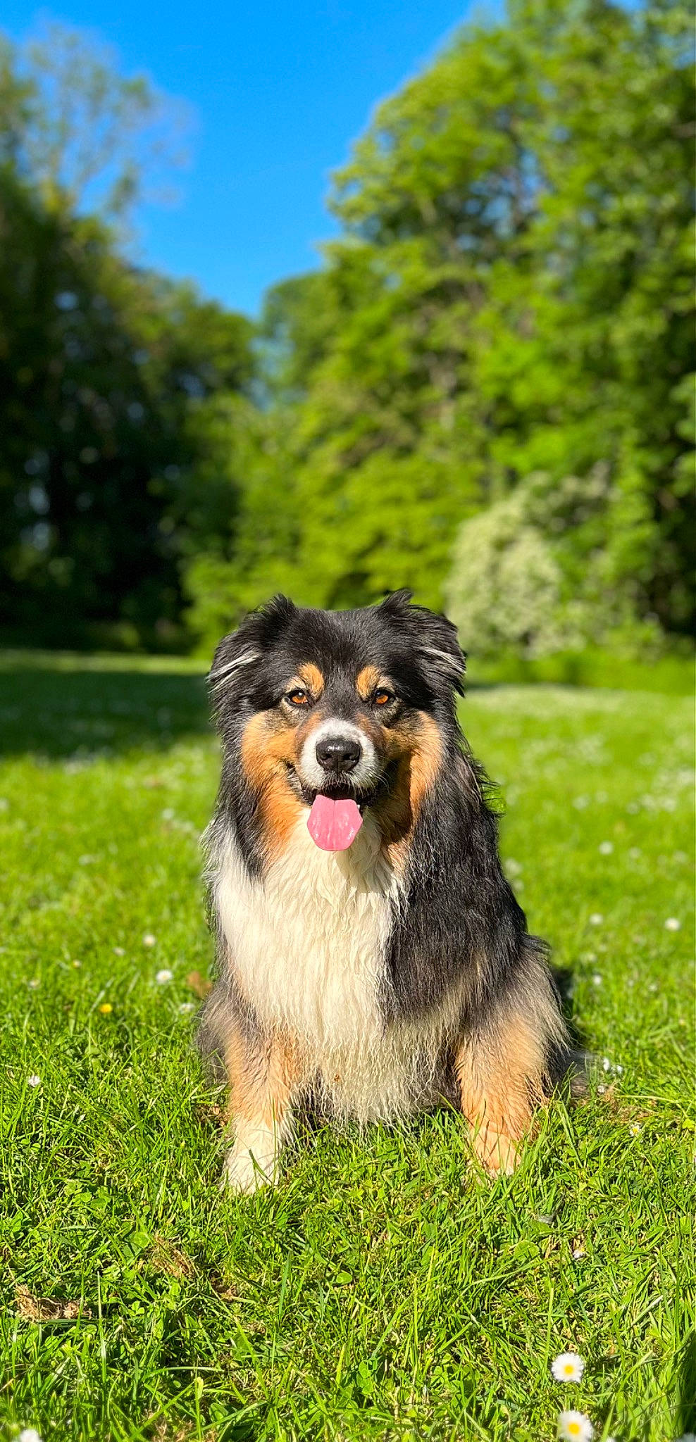Julia participe au concours pour gagner de l'argent avec cette photo : bernese_mountain_dog, canidae, carnivore, companion_dog, dog, dog_breed, grass, herding_dog, plant, sky, smile, sporting_group, tree, working_dog