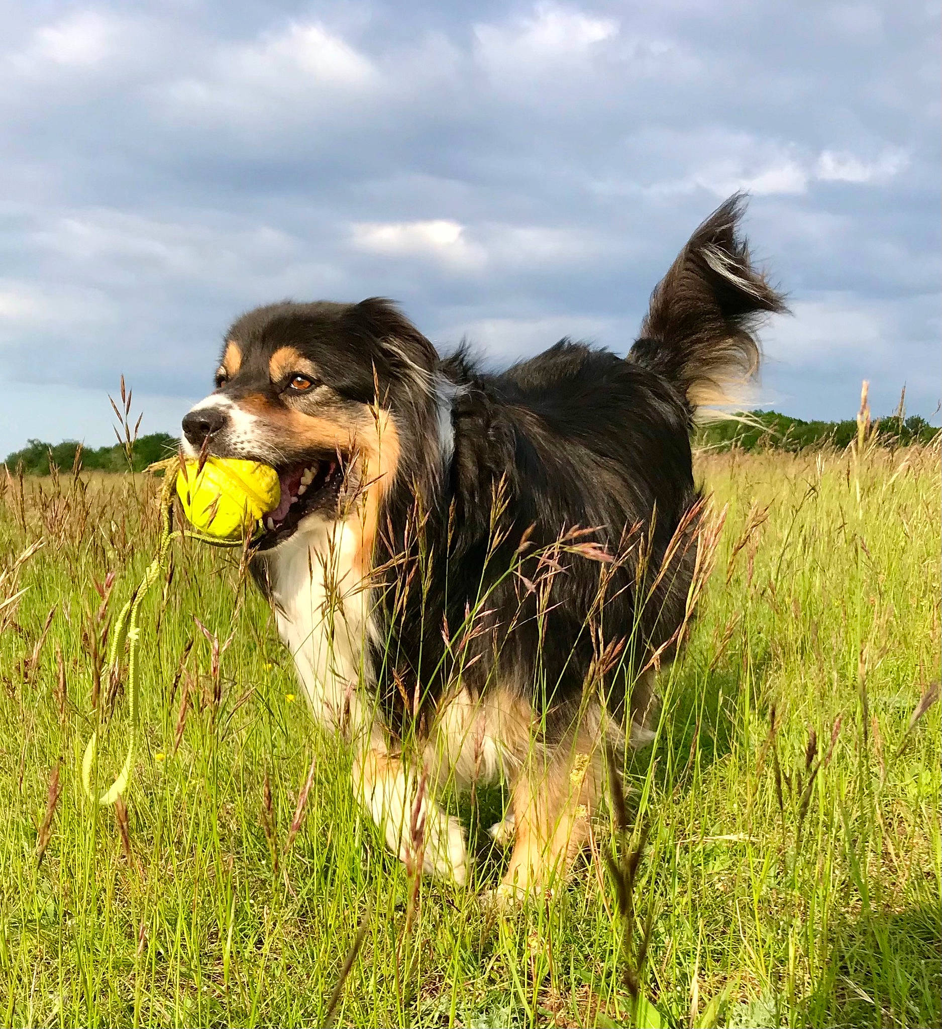Julia a rejoint le concours — aidez-le/la à gagner de superbes lots ! canidae, carnivore, cloud, collar, companion_dog, dog, dog_breed, fur, grass, grassland, happy, liver, pasture, people_in_nature, plant, sky, snout, spaniel, sporting_group, whiskers