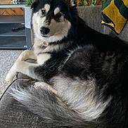 Beau is registered to the contest to win money with this photo: dog, sitting, sofa, indoor, pet, fur, black, white, tail, ears, face, houseplant, cushion, carpet, relaxed, domestic, canine, portrait, furniture, companion
