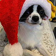 Texas participe au concours pour gagner de l'argent avec cette photo : dog, small_dog, santa_hat, holiday, christmas, festive, cute, black_and_white, fur, pet, animal, resting, indoor, close_up, face, whiskers, nose, eyes, paws, blanket