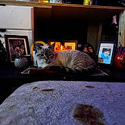 Gizmo is registered to the contest to win money with this photo: cat, table, candle, photo_frame, mug, pen, pen_holder, blanket, furniture, indoor, decor, animal, pet, cozy, dim_lighting, portrait, relaxed, holiday_decor, pumpkin_mug, curious