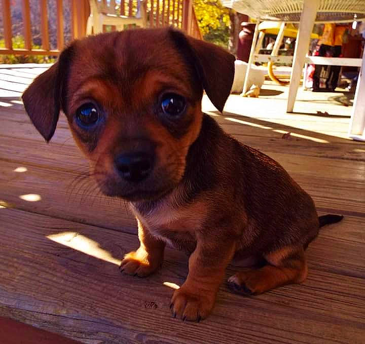 Ruby Rose is registered to the contest to win money with this photo: carnivore, companion_dog, dog, dog_breed, dog_supply, fawn, flooring, fur, glasses, hardwood, liver, paw, pet_supply, plant, snout, sporting_group, toy_dog, whiskers, wood, working_animal