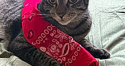 Baby Groot joined the competition — help win amazing prizes! animal, bandana, bed, bedspread, cat, cozy, curious, cute, domestic_cat, ears, eyes, fur, indoor, lying_down, paws, pet, red_bandana, resting, tabby, whiskers