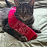 animal, bandana, bed, bedspread, cat, cozy, curious, cute, domestic_cat, ears, eyes, fur, indoor, lying_down, paws, pet, red_bandana, resting, tabby, whiskers