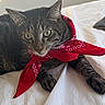 Baby Groot is registered to the contest to win money with this photo: animal, bed, cat, closeup, cozy, curious, cute, domestic_cat, fur, indoor, lighting, mammal, paws, pet, portrait, red_bandana, resting, tabby_cat, whiskers, white_bedspread