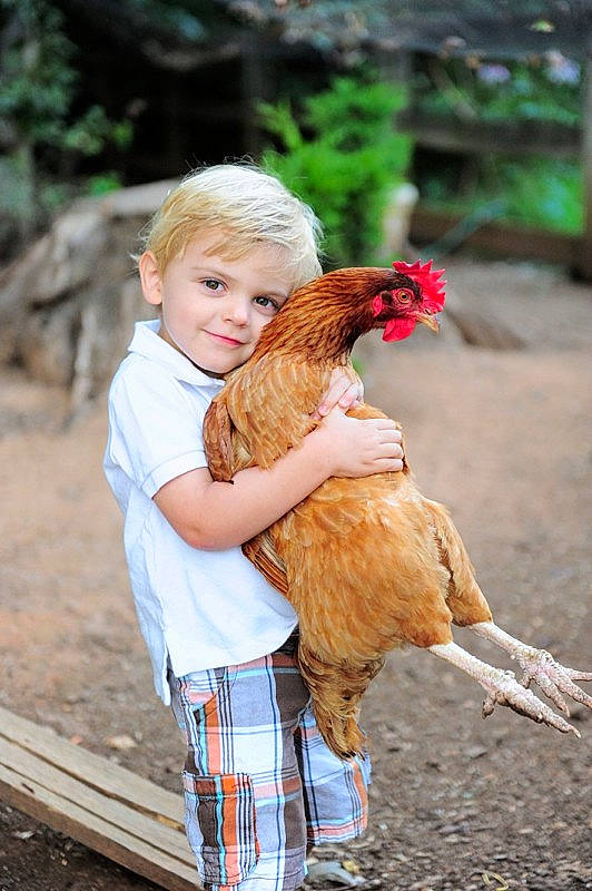 Rami is registered to the contest to win money with this photo: bird, chicken, comb, fowl, galliformes, livestock, person, phasianidae, photograph, photography, poultry, rooster