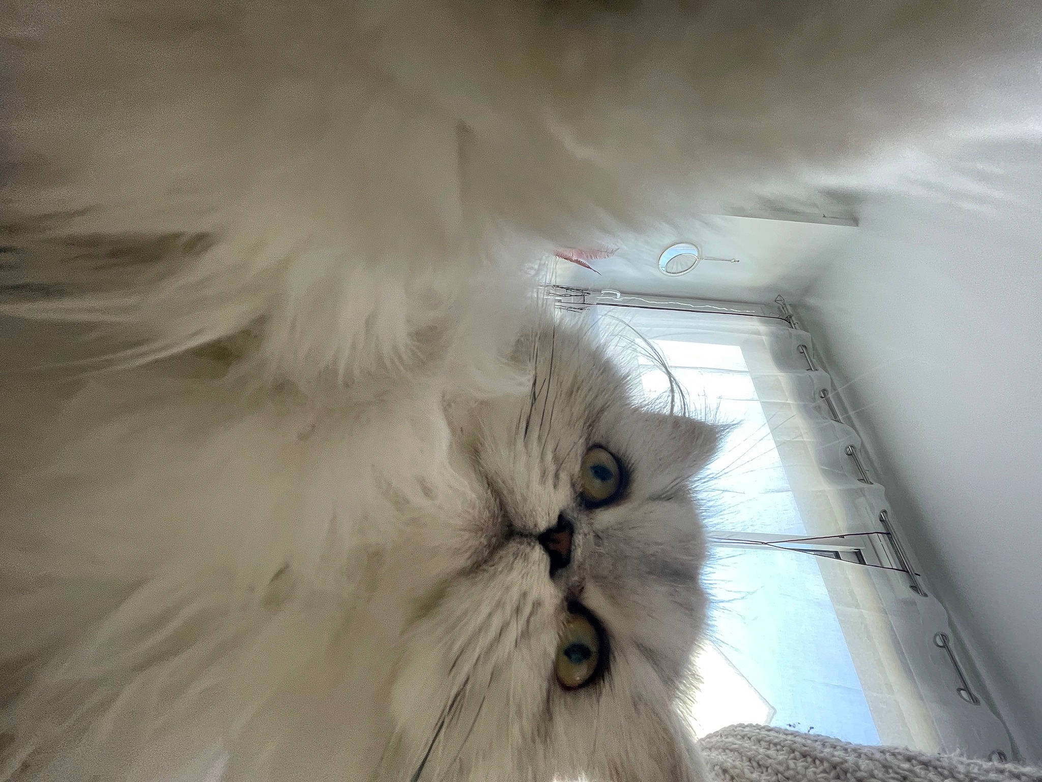 Twixie participe au concours pour gagner de l'argent avec cette photo : british_longhair, carnivore, cat, claw, close_up, comfort, feather, felidae, fur, head, paw, persian, ragdoll, small_to_medium_sized_cats, snout, tail, whiskers