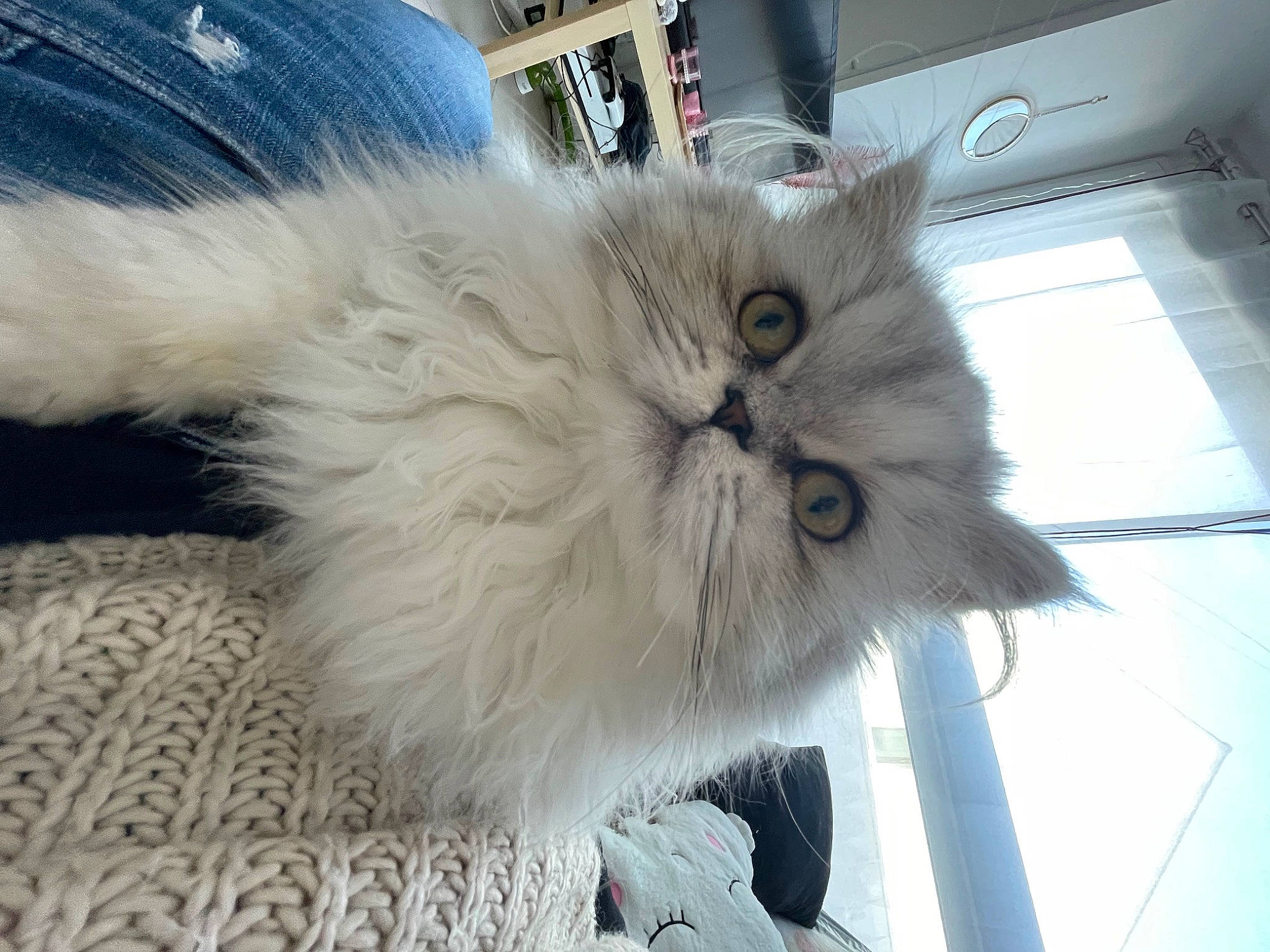 Twixie participe au concours pour gagner de l'argent avec cette photo : british_longhair, carnivore, cat, comfort, felidae, fur, persian, plant, siberian, small_to_medium_sized_cats, snout, tail, whiskers