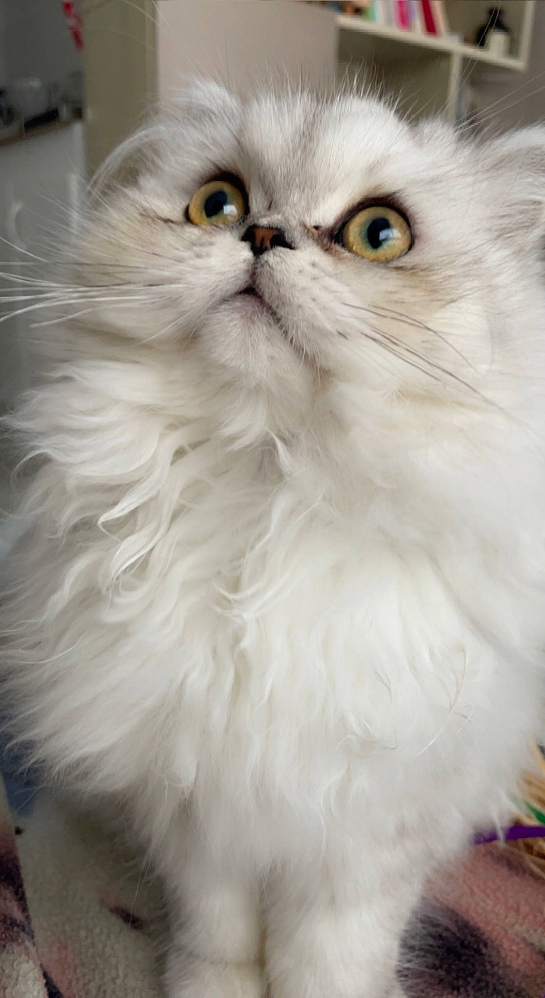 Twixie participe au concours pour gagner de l'argent avec cette photo : british_longhair, carnivore, cat, event, felidae, fur, persian, plant, small_to_medium_sized_cats, snout, terrestrial_animal, whiskers