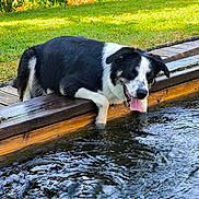 Django participe au concours pour gagner de l'argent avec cette photo : dog, black_and_white, water, wood, grass, outdoor, sunlight, nature, pet, tongue_out, playful, pond, canine, animal, summer, leisure, happy, fur, paw, reflection