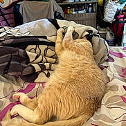 Booboo is registered to the contest to win money with this photo: cat, ginger_cat, sleeping, bed, blanket, indoor, cozy, furniture, plush_toy, mickey_mouse, television, shelf, clutter, room, stretching, fur, tail, paws, relaxing, soft