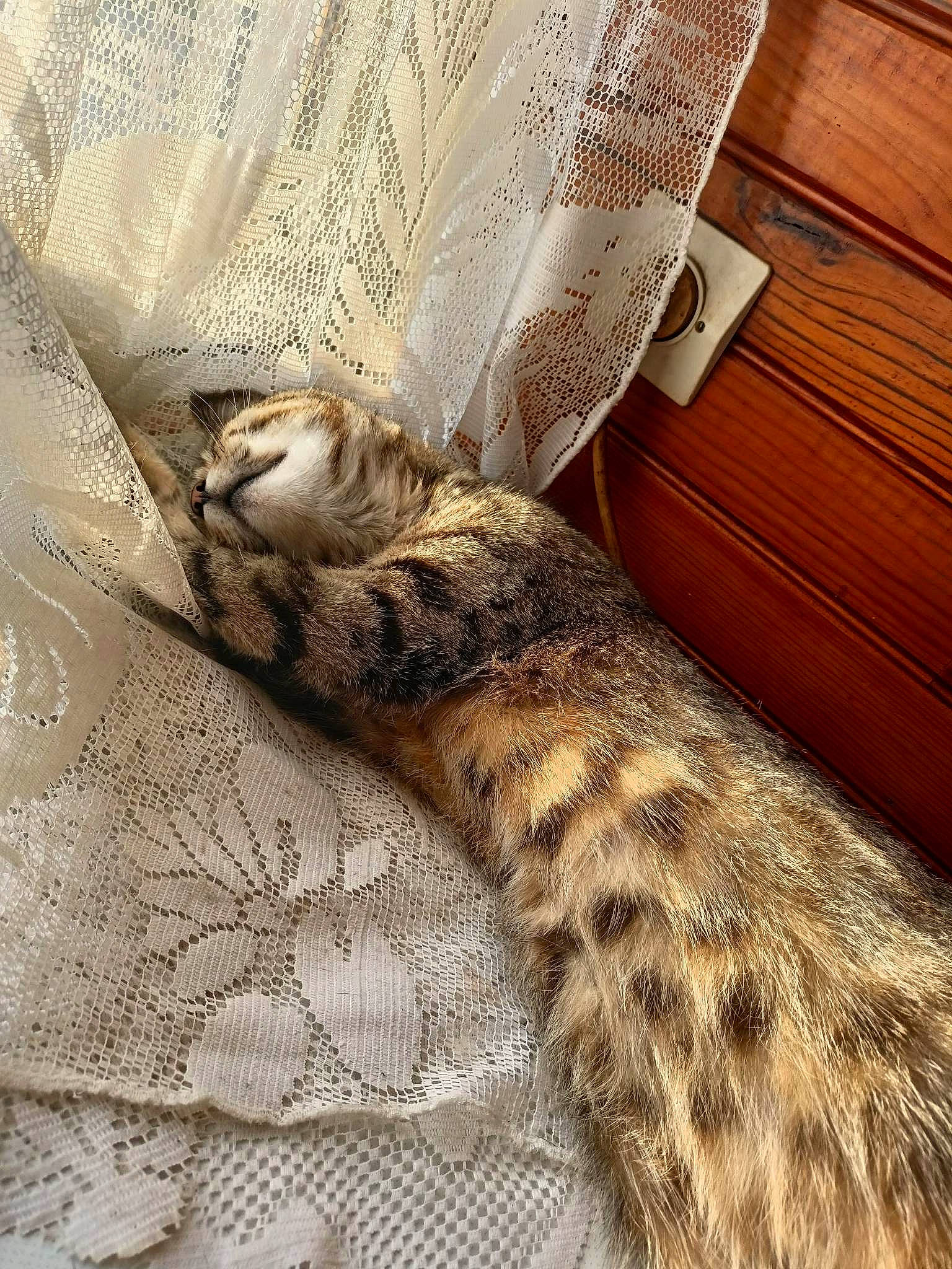 Kitty participe au concours pour gagner de l'argent avec cette photo : bedding, carnivore, cat, comfort, domestic_short_haired_cat, fawn, feather, felidae, flooring, fur, hardwood, linens, military_camouflage, pattern, small_to_medium_sized_cats, tail, terrestrial_animal, textile, whiskers, wood