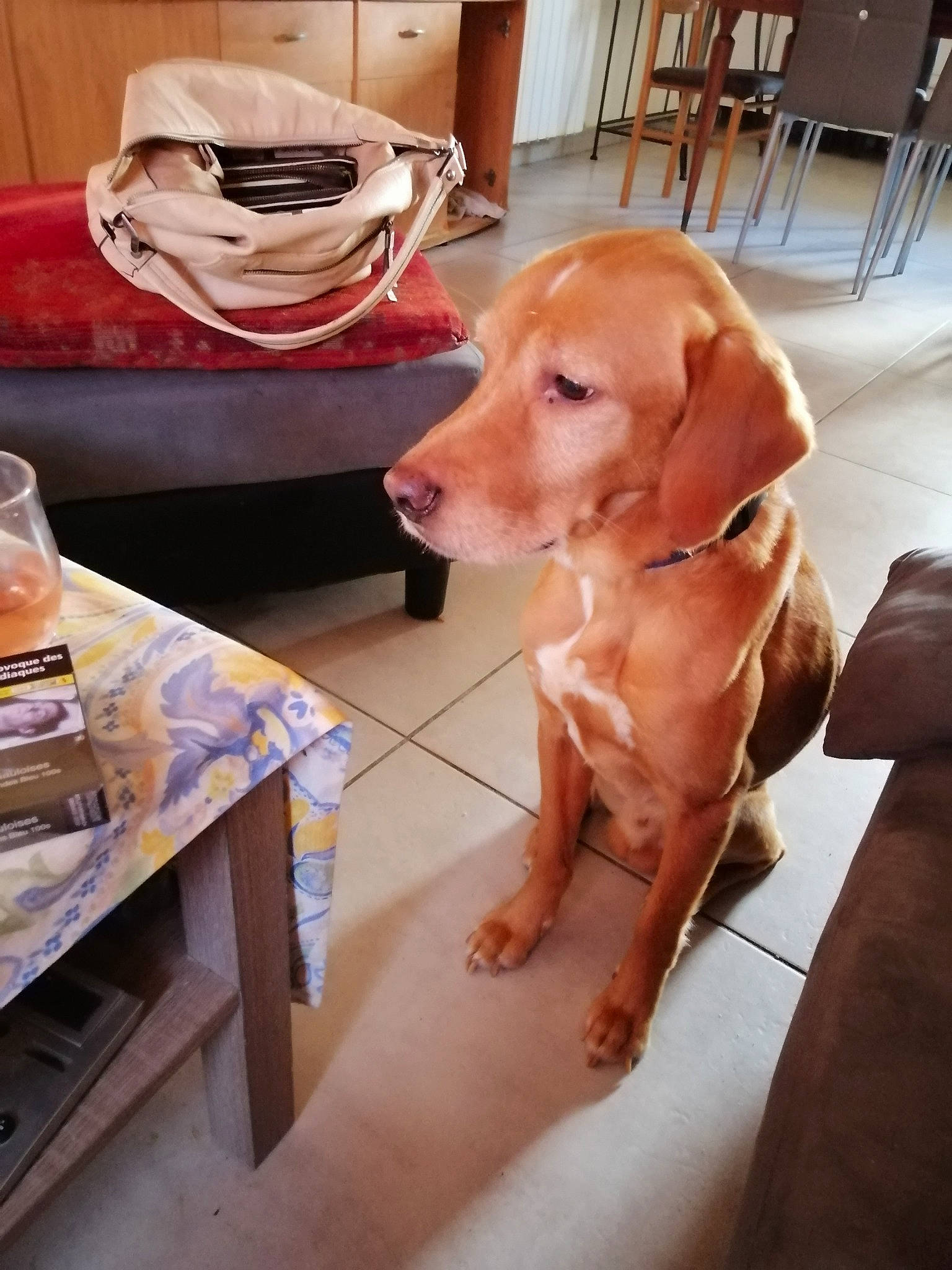 Huston participe au concours pour gagner de l'argent avec cette photo : canidae, carnivore, comfort, companion_dog, dog, dog_breed, fawn, flooring, foot, goggles, hardwood, liver, luggage_and_bags, metal, sitting, snout, sporting_group, table, wood, working_animal