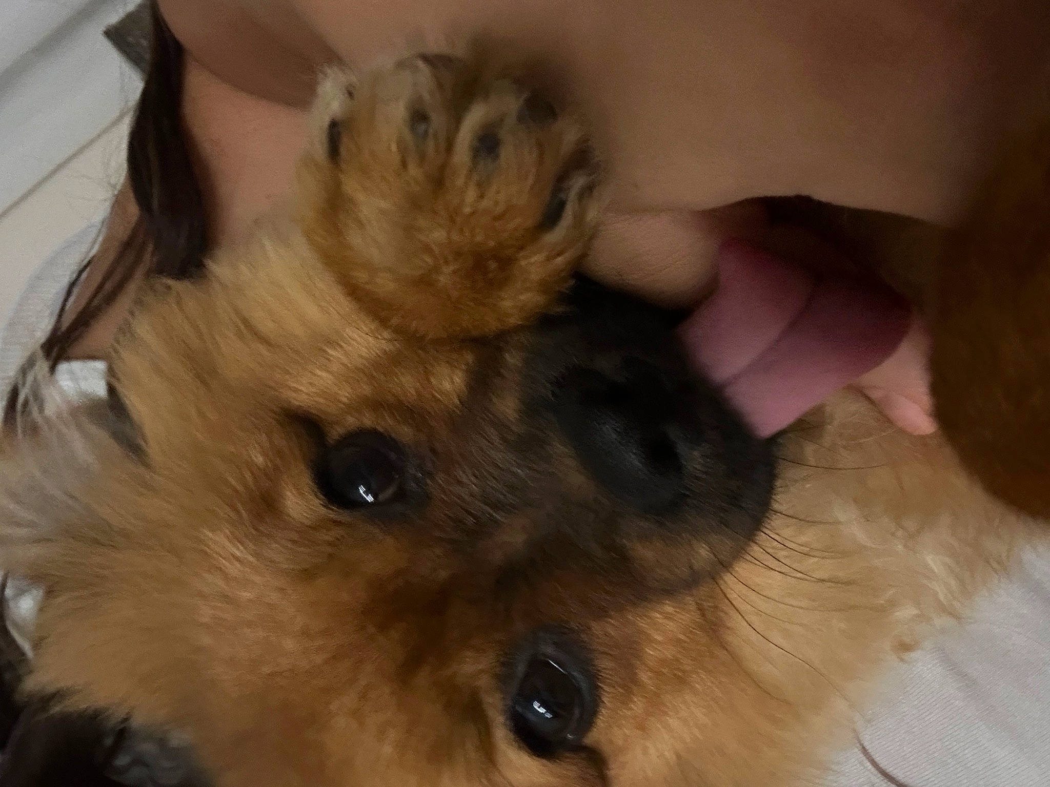 Abby participe au concours pour gagner de l'argent avec cette photo : canidae, carnivore, claw, companion_dog, dog, dog_breed, ear, eyelash, fawn, felidae, fur, non_sporting_group, paw, puppy, puppy_love, snout, sporting_group, toy_dog, whiskers, working_animal