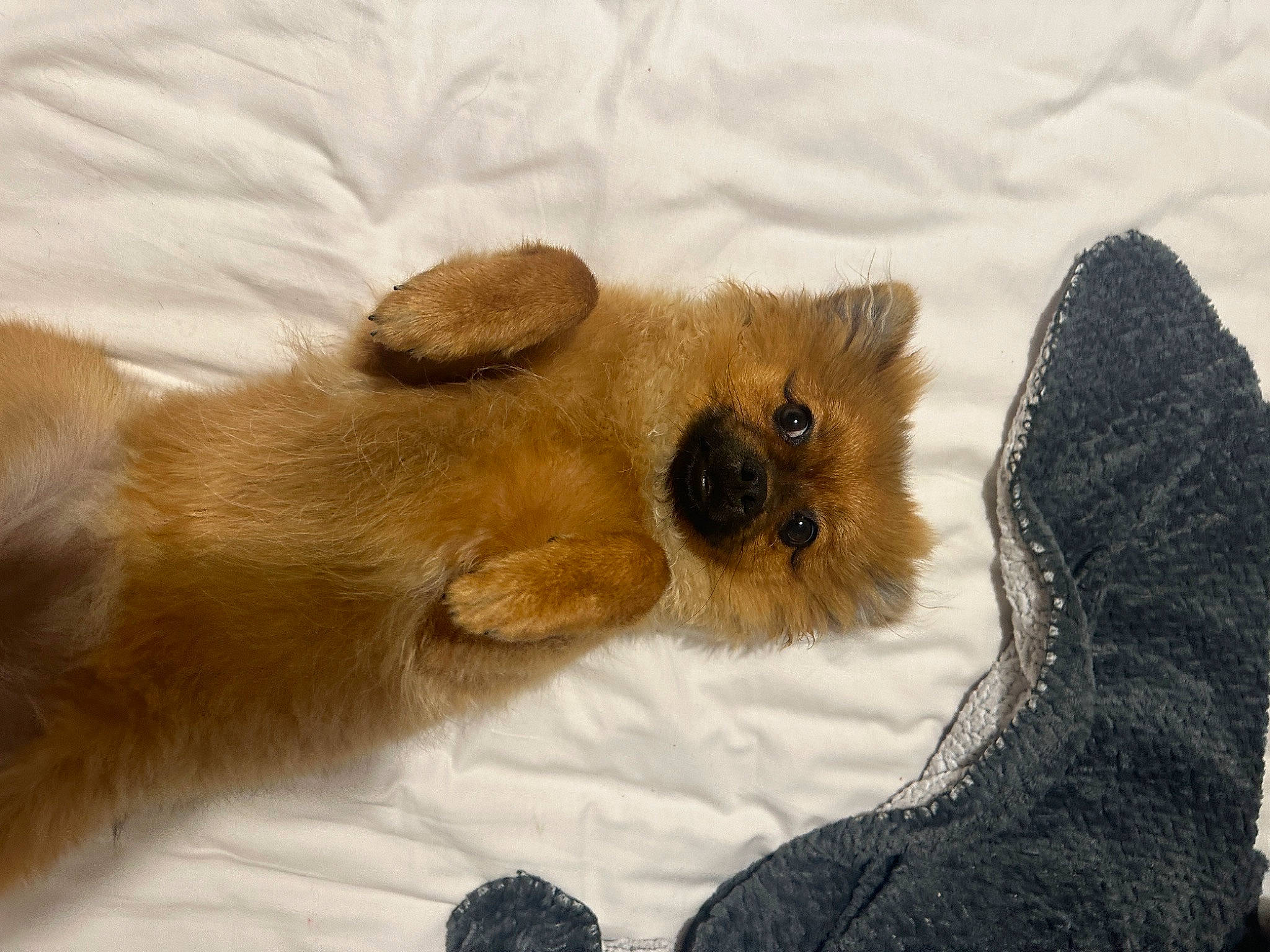 Abby participe au concours pour gagner de l'argent avec cette photo : bed, canidae, carnivore, claw, comfort, companion_dog, dog_breed, fawn, felidae, fur, liver, paw, snout, sporting_group, stuffed_toy, tail, terrestrial_animal, toy, whiskers, wildlife