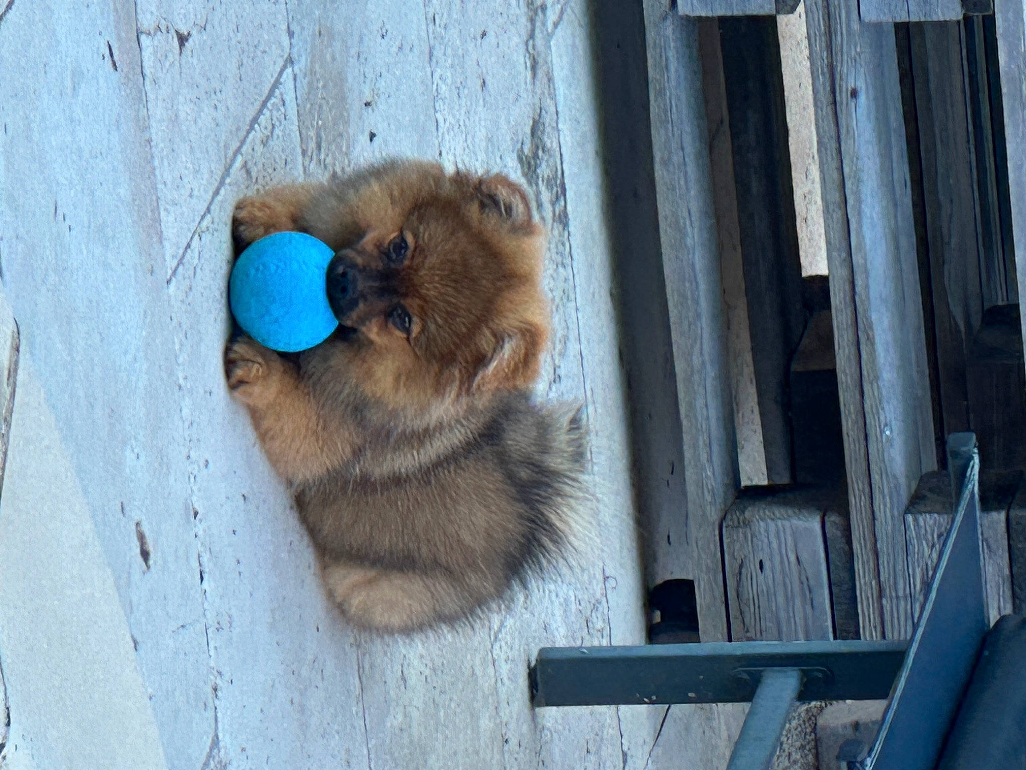 Abby a rejoint le concours — aidez-le/la à gagner de superbes lots ! canidae, carnivore, dog_breed, electric_blue, fawn, felidae, fur, snout, sporting_group, tail, terrestrial_animal, whiskers, wildlife, wood