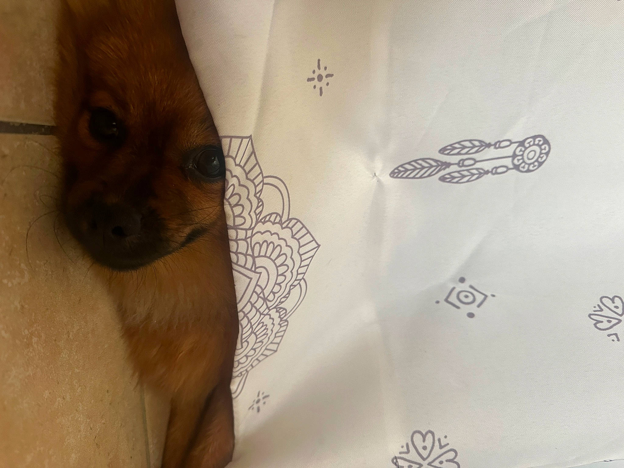 Abby a rejoint le concours — aidez-le/la à gagner de superbes lots ! canidae, carnivore, companion_dog, dog, dog_breed, fawn, font, fur, linens, logo, non_sporting_group, paper, paper_product, snout, sporting_group, terrestrial_animal, toy_dog, visual_arts, whiskers, working_animal