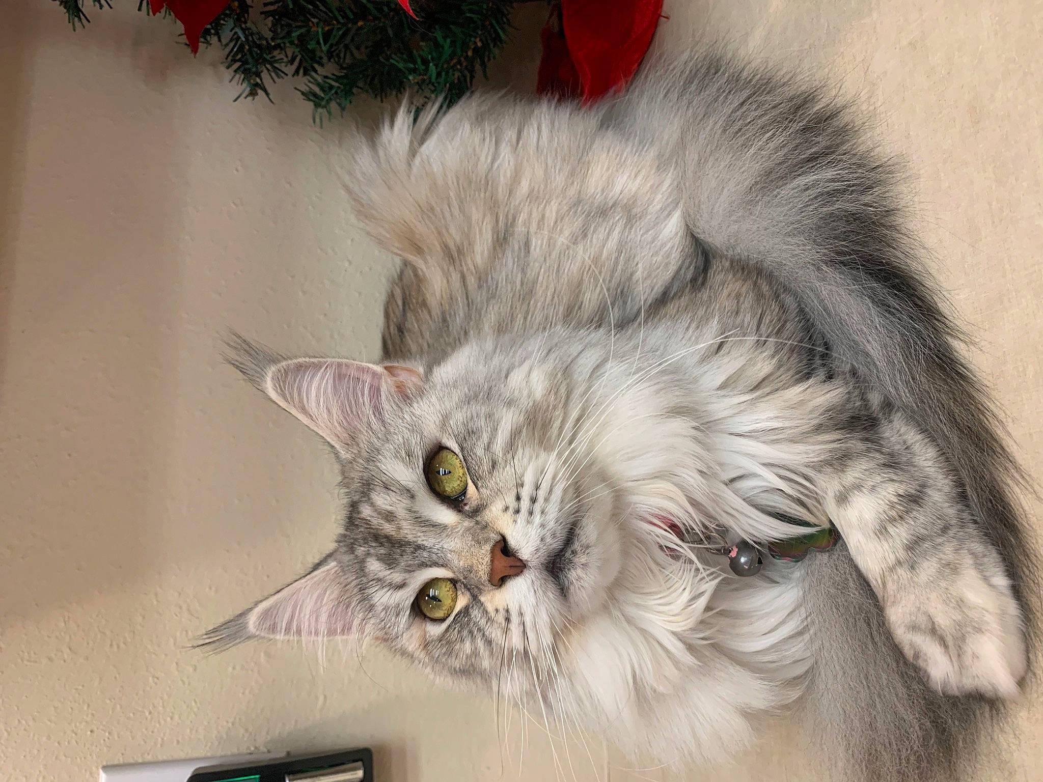 Luna Storm is registered to the contest to win money with this photo: carnivore, cat, claw, comfort, ear, felidae, fur, maine_coon, paw, plant, small_to_medium_sized_cats, snout, tail, terrestrial_animal, whiskers