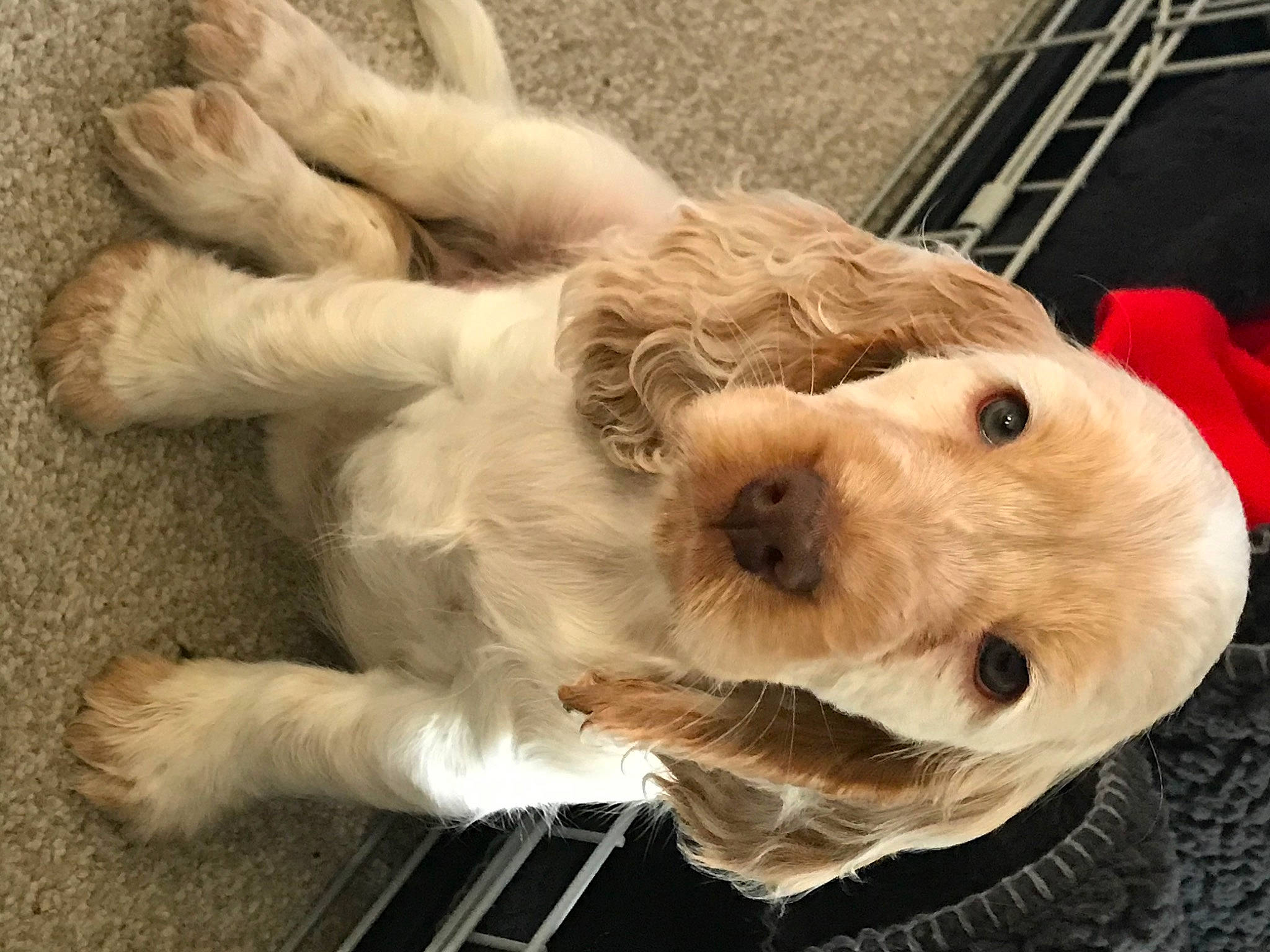 Connie joined the competition — help win amazing prizes! canidae, carnivore, cocker_spaniel, companion_dog, dog, dog_breed, dog_collar, fawn, fur, paw, pet_supply, retriever, snout, spaniel, sporting_group, stuffed_toy, terrier, toy, whiskers, working_animal