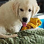 dog, puppy, golden_retriever, tongue_out, fluffy, indoor, blanket, green_blanket, yellow_blanket, pet, cute, animal, fur, closeup, household, cozy, curious, young_dog, portrait, soft_light