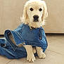 dog, puppy, golden_retriever, denim_jacket, clothing, indoor, floor, tile, cute, pet, sitting, fur, young, animal, companion, looking, white, background, home, adorable