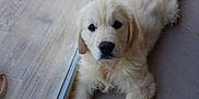 Snow a rejoint le concours — aidez-le/la à gagner de superbes lots ! golden_retriever, puppy, dog, indoor, floor, glass_door, curious, fluffy, pet, animal, laying, young, canine, cute, fur, looking, resting, home, tile_floor, companion