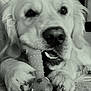 animal, bone_toy, canine, carpet, chewing, close_up, companion, cute, dog, domestic_animal, fur, golden_retriever, indoor, laying_down, mouth, paw, pet, pet_toy, playing, toy