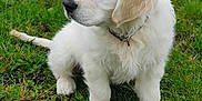 Snow participe au concours pour gagner de l'argent avec cette photo : adorable, animal, canine, collar, cute, dog, fluffy, fur, garden, golden_retriever, grass, green, nature, outdoor, pet, playful, puppy, side_view, sitting, young