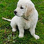 puppy, dog, golden_retriever, grass, outdoor, animal, pet, cute, fluffy, young, nature, green, collar, sitting, side_view, fur, canine, adorable, playful, garden