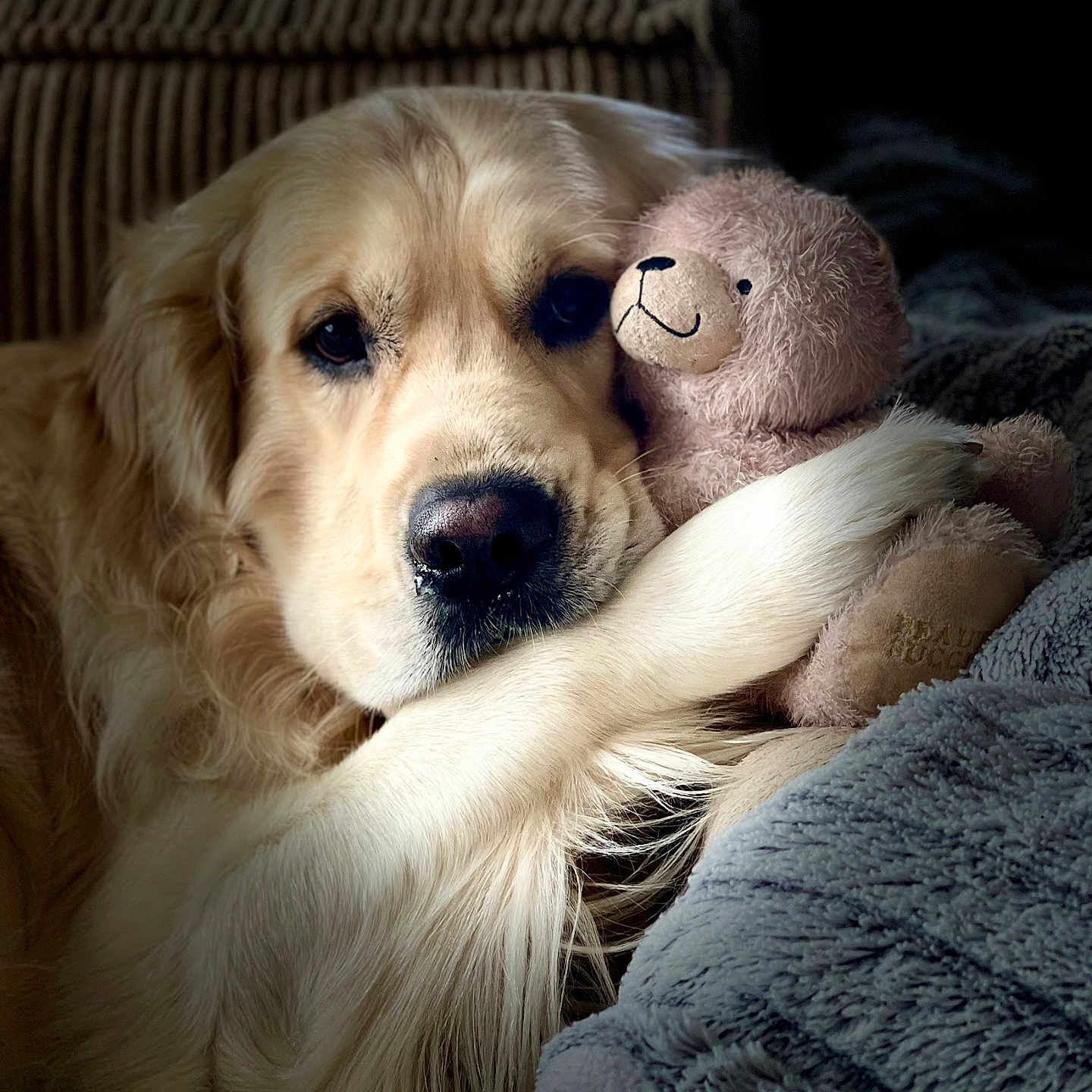 Snow participe au concours pour gagner de l'argent avec cette photo : animal, blanket, close_up, companion, cozy, cute, dog, fur, golden_retriever, homedecor, indoor, paw, pet, plush_toy, portrait, relaxed, resting, snuggle, soft_texture, teddy_bear
