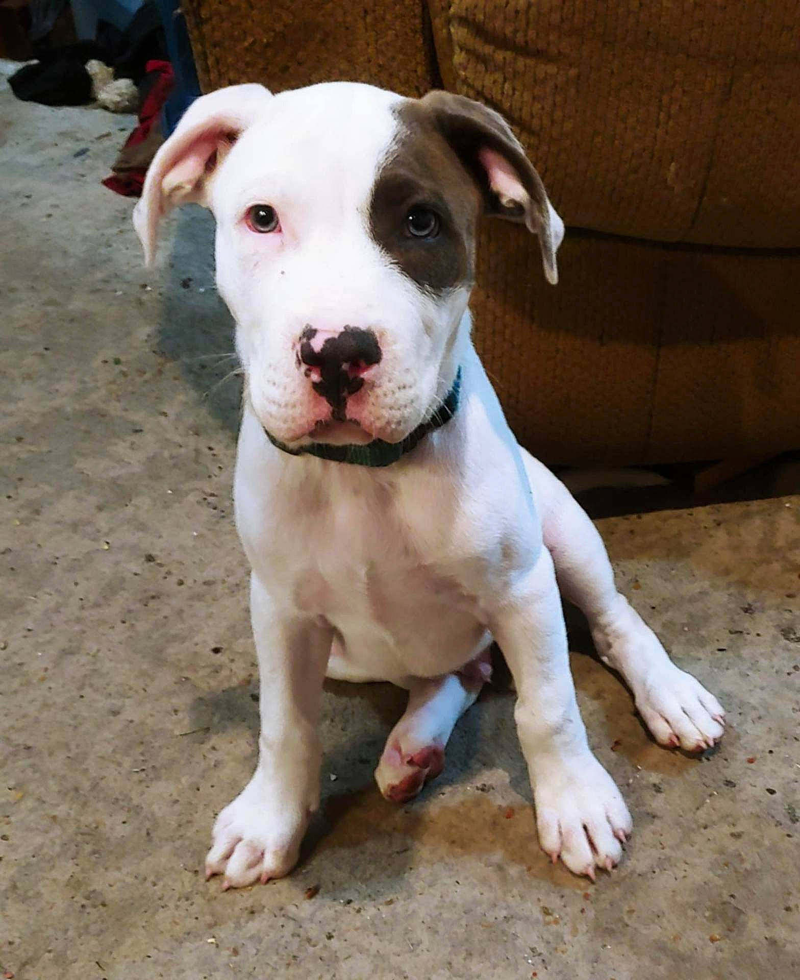 animal, brown_patch, canine, collar, concrete_floor, cute, dog, domestic, ears, face, fur, furniture, indoor, looking, pet, puppy, room, sitting, white, young