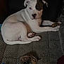 Zoro is registered to the contest to win money with this photo: dog, puppy, white_dog, black_patch, lying_down, blanket, bone, indoor, pet, animal, cozy, resting, paw, fur, face, ears, home, pacifier, fabric, toy