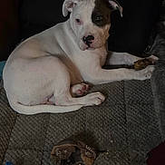 Zoro is registered to the contest to win money with this photo: dog, puppy, white_dog, black_patch, lying_down, blanket, bone, indoor, pet, animal, cozy, resting, paw, fur, face, ears, home, pacifier, fabric, toy