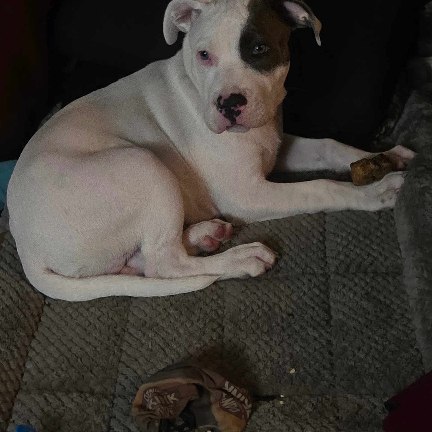 Zoro is registered to the contest to win money with this photo: animal, black_patch, blanket, bone, cozy, dog, ears, fabric, face, fur, home, indoor, lying_down, pacifier, paw, pet, puppy, resting, toy, white_dog