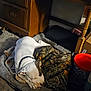 Zoro is registered to the contest to win money with this photo: dog, sleeping, blanket, toy, dressed_wood, floor, indoor, pet, white_dog, black_patch, cozy, resting, household_item, bucket, carpet, furniture, quiet, domestic, relaxation, companion
