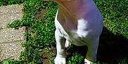 Zoro is registered to the contest to win money with this photo: puppy, dog, grass, outdoor, sunlight, greenery, young_animal, pet, nature, animal, curious, side_view, white, brown_patch, small, mammal, canine, garden, pathway, daylight
