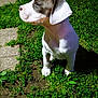 puppy, dog, grass, outdoor, sunlight, greenery, young_animal, pet, nature, animal, curious, side_view, white, brown_patch, small, mammal, canine, garden, pathway, daylight